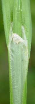 In some sedges the upper part of the sheath on the side away