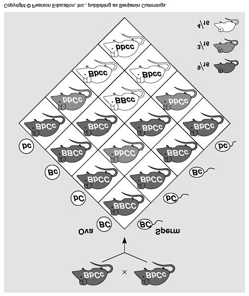 Modifications of Mendelian Ratios *Epistasis Example: In Drosophila, gene:eyeless *Black (B) is dominant to