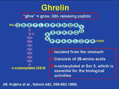 Ghrelin: Structure The n-octanoylation of Ser-3 3 residue is required for