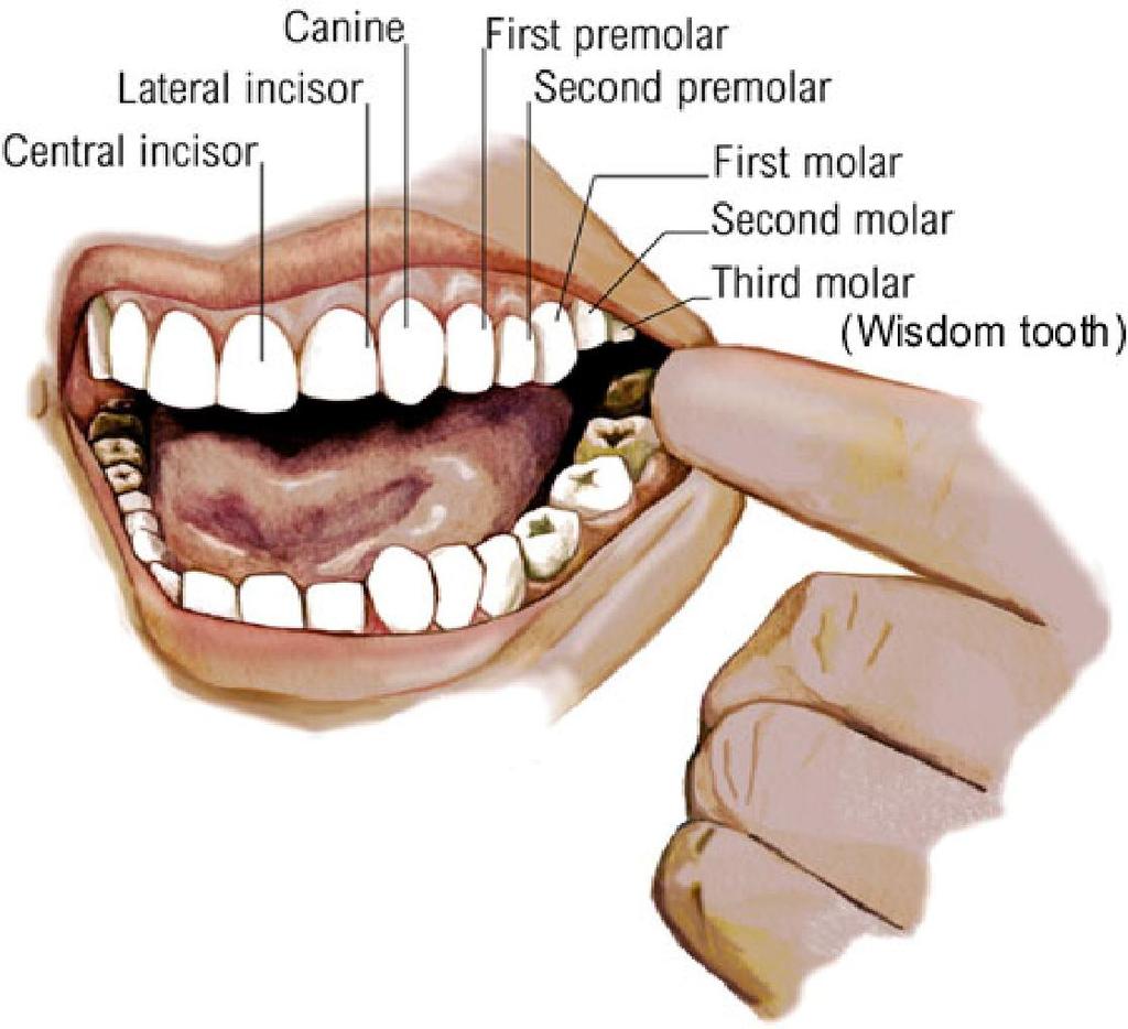 6. Teeth