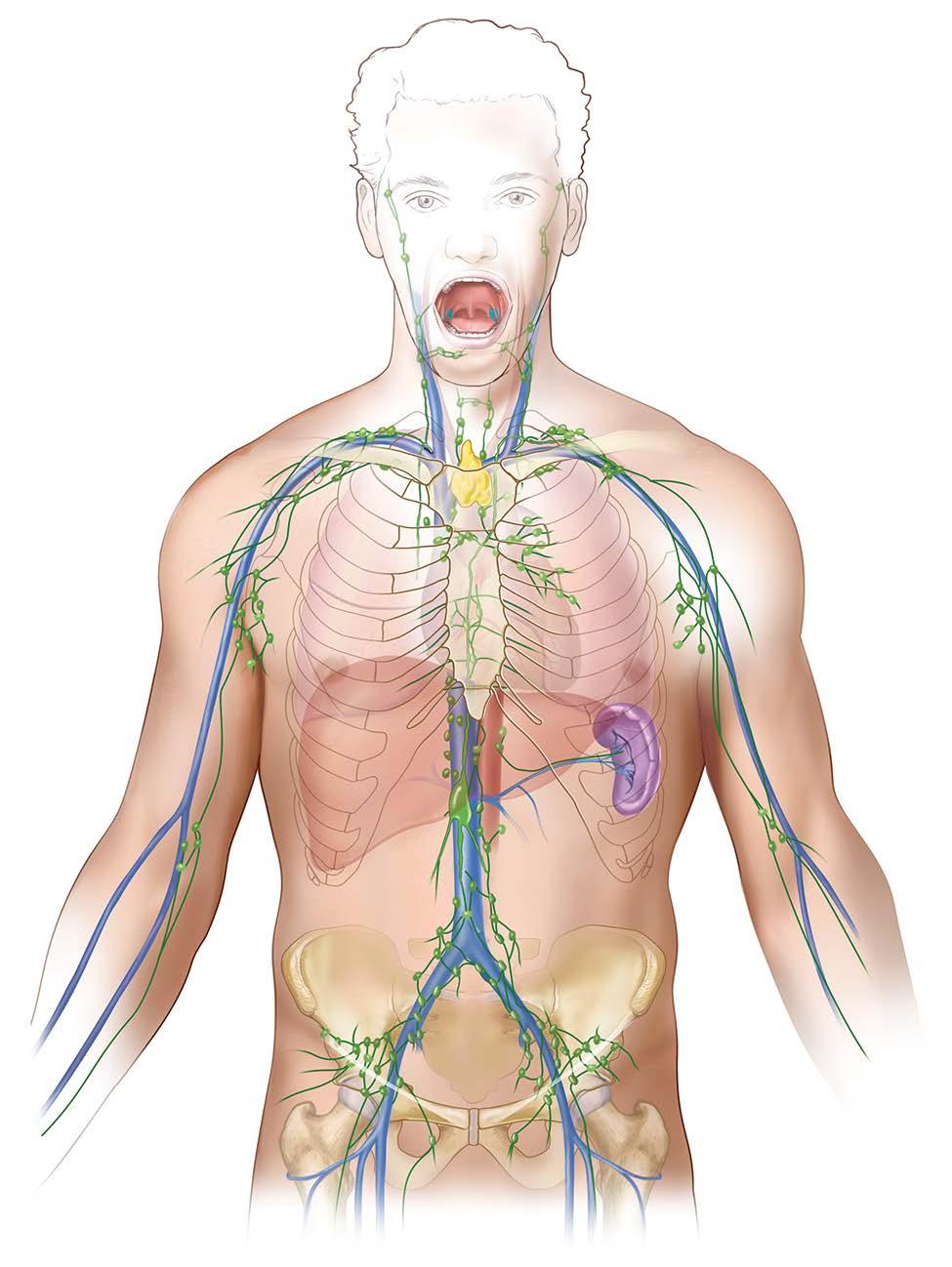 Thymus Tonsils Lymph node Lymph vessel Spleen This picture shows the