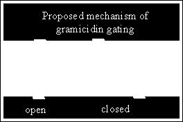 Gramicidin Gating (opening & closing) of a gramicidin channel thought to involve reversible dimerization.