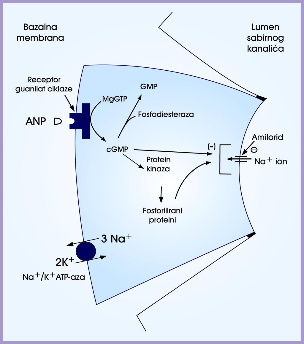 Slika 3.6 2. Reapsorpcija natrija i učinka ANP-a u epitelnim stanicama medularnog dijela sabirnog kanalića.