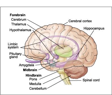 The Structure of the Brain The