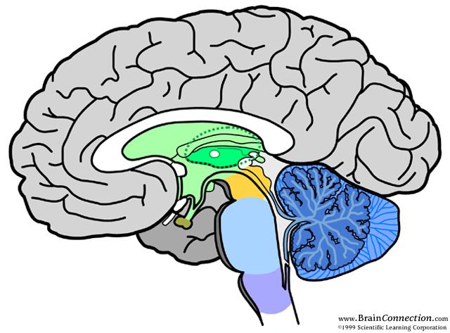 Saggital Section Cerebral cortex Corpus