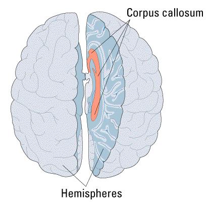 The Callosum Millions of connecting the brain s hemispheres.