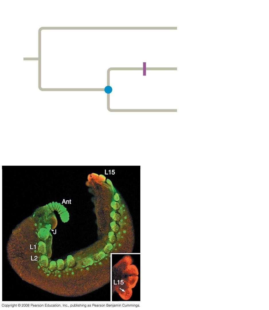 Fig. 33-28 EXPERIMENT Origin of Ubx and abd-a Hox genes?