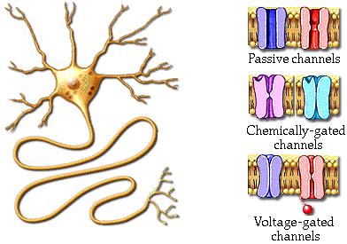 Also label and color code the ions and ion ion channels: Passive channels are located in the cell membrane all over the neuron on dendrites, the cell body, and the axon.
