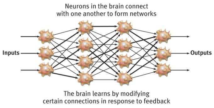 Central Nervous System The Brain and Neural Networks Interconnected neurons form networks in the brain. Theses networks are complex and modify with growth and experience.