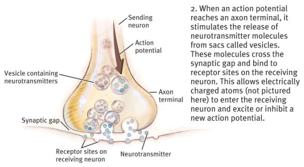neuron. This tiny gap is called the synaptic gap or cleft.