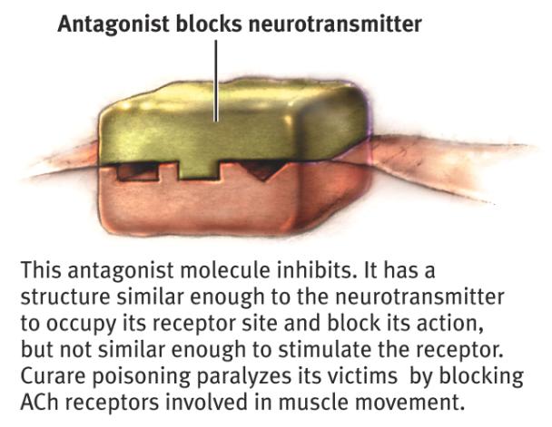 Antagonists 25 Nervous System Central Nervous System (CNS) Brain & Spinal Cord Peripheral Nervous System (PNS) Links the CNS with the
