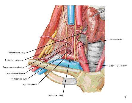 Fig 2 From the Atlas of Human Anatomy; ICON Learning Systems The main arterial supply of the root of the neck comes from the subclavian arteries.