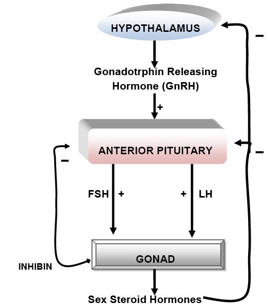 Fig. 3: Hypothalamus Pituitary-Gonad Axis, Negative
