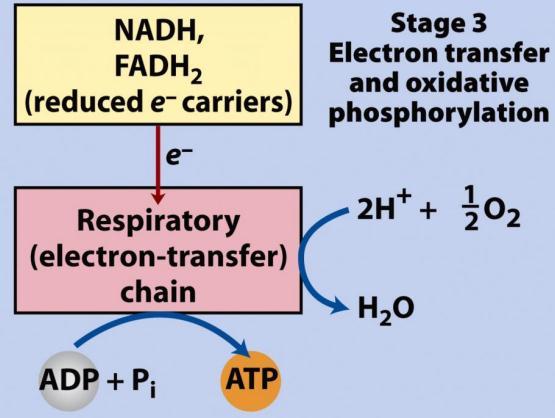 5. (3 pts) You are trying to engineer a cell to produce more ATPs per glucose unit. Which of the following approaches (under aerobic conditions) would result in the highest increase in ATP?