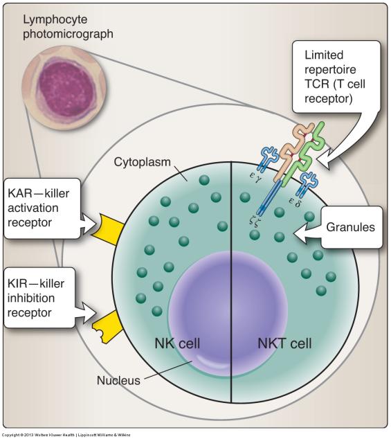 Lymphocytes All originate from HSC in bone marrow that are directed down the lymphoid lineage pathway Named after the place they mature or undergo education before circulating in the blood