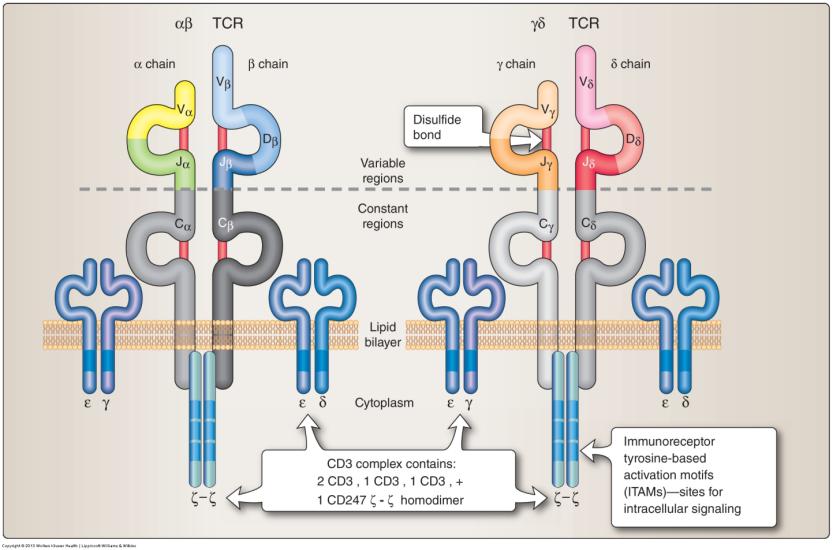 T cell Receptor (TCR) Each T cell expresses a unique, epitope specific cell surface receptor Heterodimers of two polypeptide chains Lack the capacity to initiate signaling to the nucleus capacity