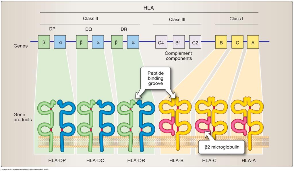 Only sees peptides in context of MHC Major Histocompatibility Complex (MHC) Tightly linked cluster of genes in all mammals Called Human Leukocyte Antigen (HLA) complex; on Chromosome 6 Gene