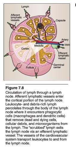 Lymphoid Tissues and Organs Primary Lymphoid Organs: Are Places of immune education and selection 1. Thymus - T cells 2.