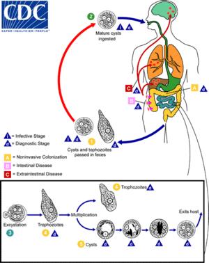 Page 1 of 12 Amoebiasis From Wikipedia, the free encyclopedia Amoebiasis The life-cycle of various intestinal Entamoeba species.