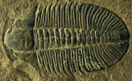 Trilobites, like the one in this fossil, are an extinct group of arthropods.