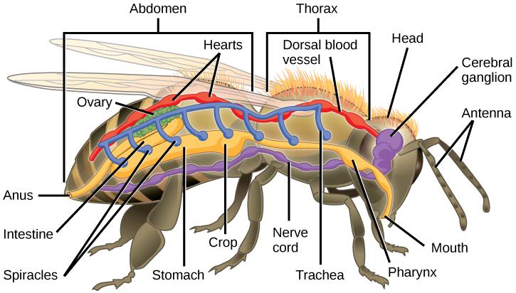 work by Ryan Wilson based on original work by John Henry Comstock; credit b: modification of work by Angel Schatz) Arthropod Diversity Phylum Arthropoda includes animals that have been successful in