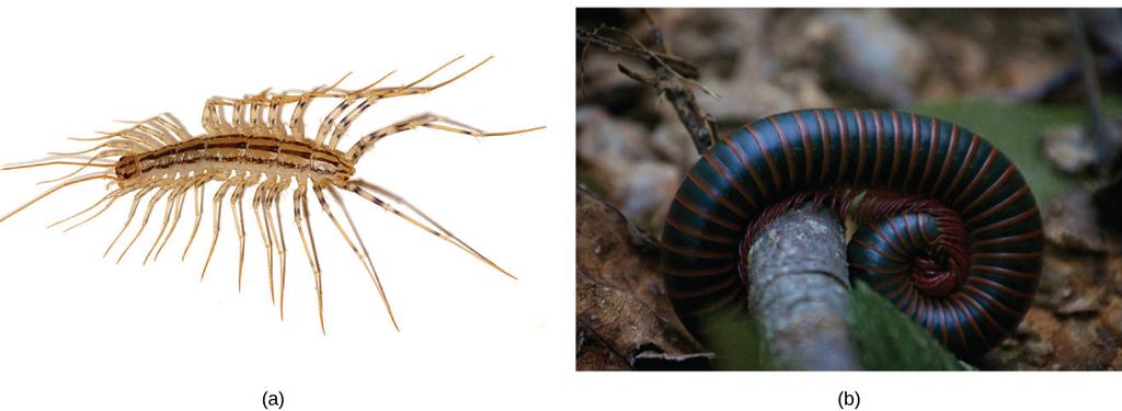 (a) The centipede Scutigera coleoptrata has up to 15 pairs of legs. (b) This North American millipede (Narceus americanus) bears many legs, although not one thousand, as its name might suggest.