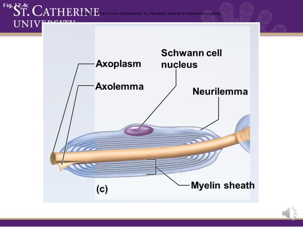 Here is our schwann cell. The first layers wrap really tightly and pack together.