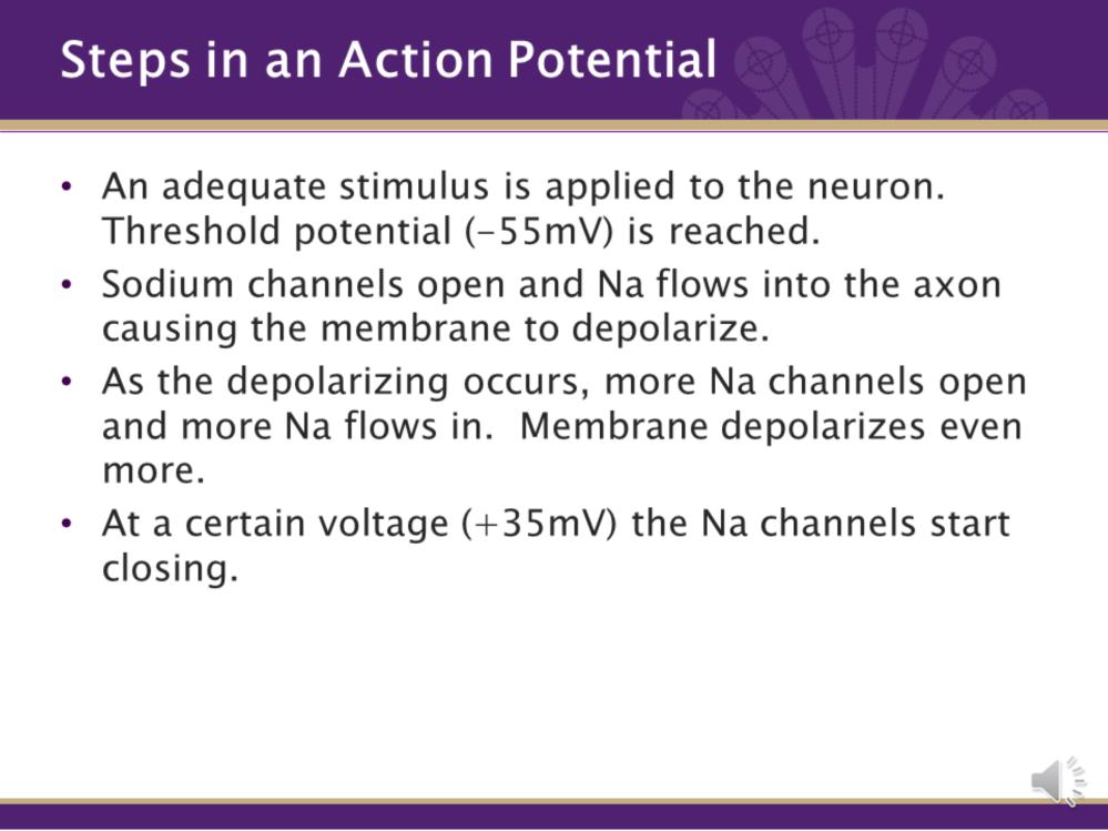 Now that we are familiar with some of the terms, lets start to walk through the steps of an action potential. 1. An adequate stimulus is applied to the neuron. Causing Na to leak into the cell.