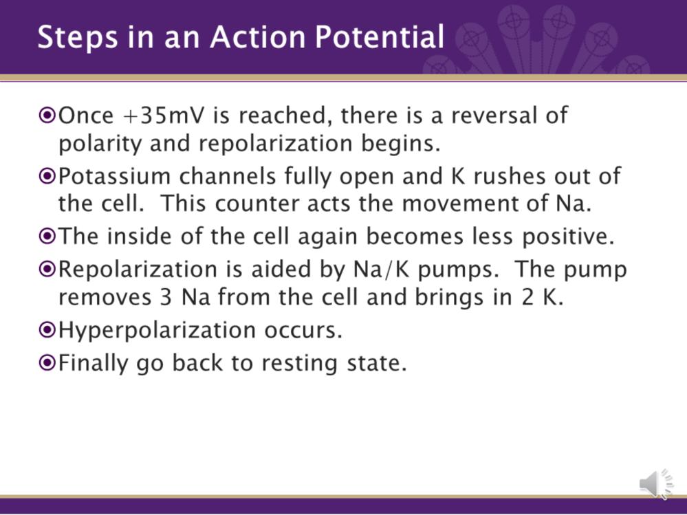 5. Once +35mV is reached, there is a reversal of polarity and repolarization begins. 6. Potassium channels fully open and K+ rushes out of the cell. This counter acts the movement of Na. 7.