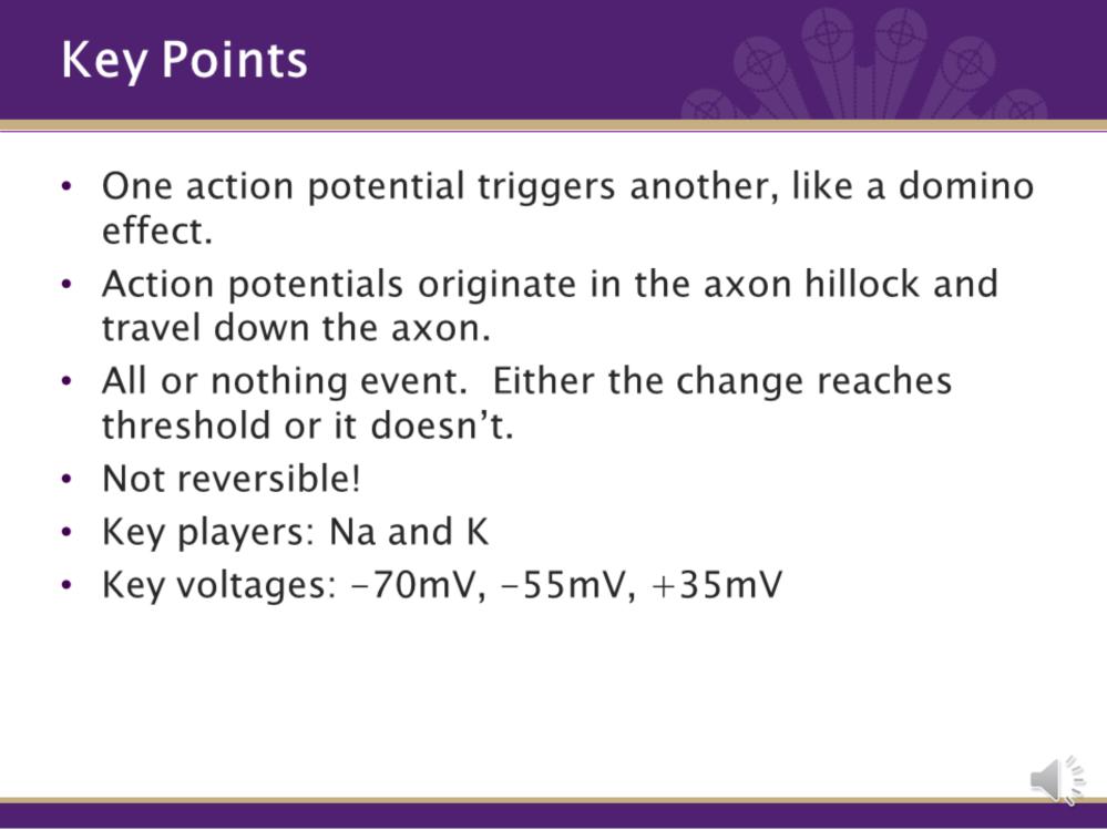 There are a few key points about action potentials that need to be mentioned and recalled. First, action potentials do not happen all at once along the entire axon.