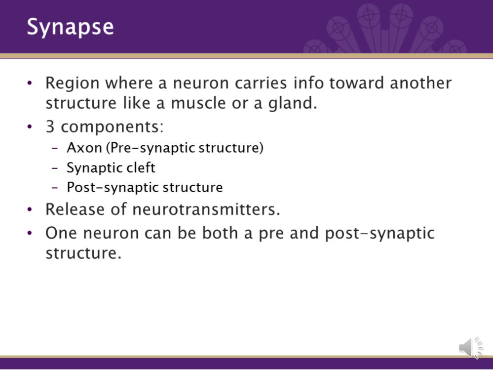 A synapse is a region where a neuron carries info toward another structure like a muscle or a gland.