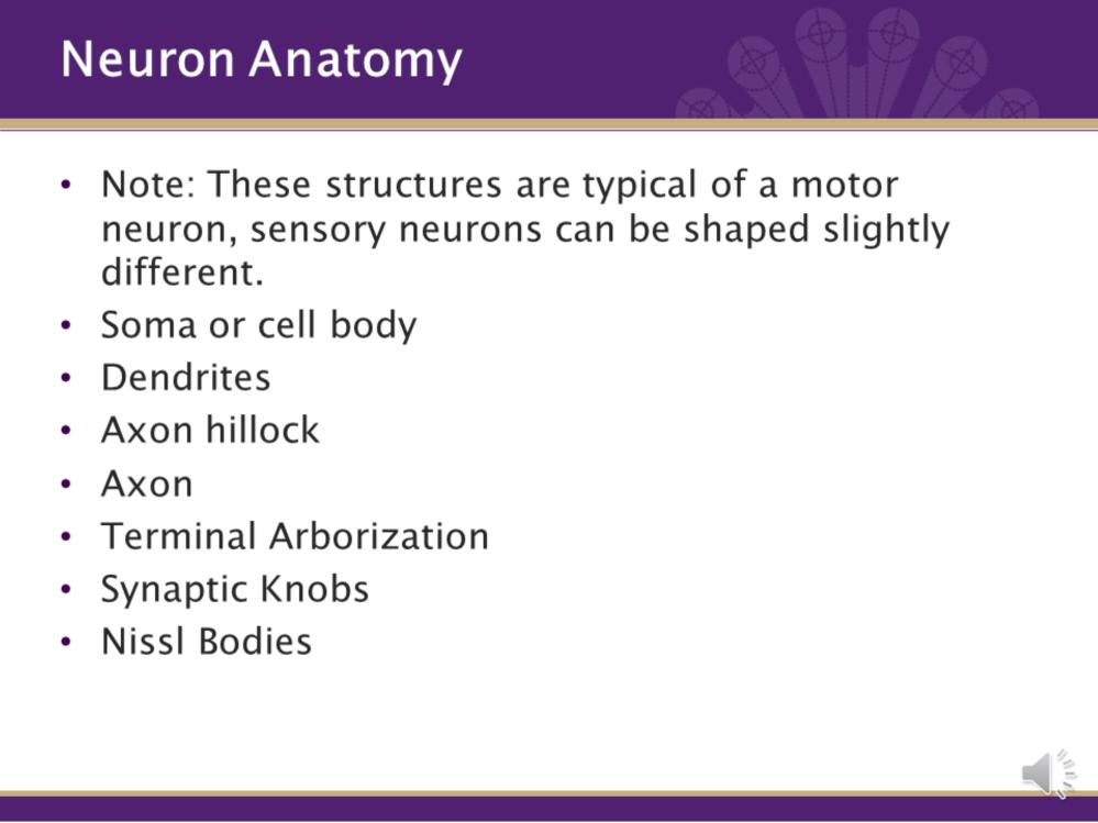The neuron has a unique anatomy. The following structures are typical of a motor neuron. Sensory neurons have a slightly different shape. A Soma is the cell body and is the processing part of cell.
