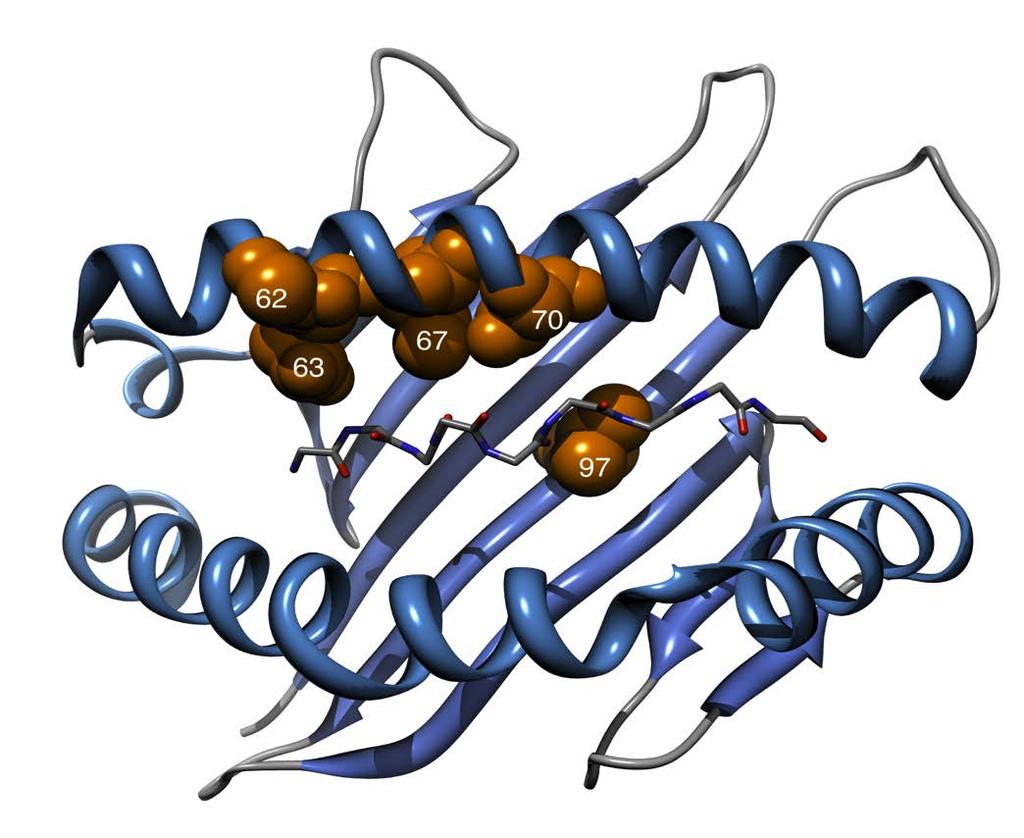 Top associated amino acid positions map to the peptide