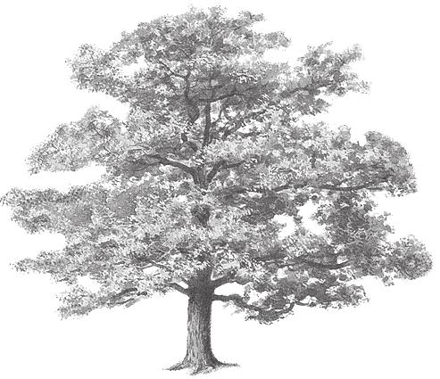 organism number biomass /g oak tree 1 500 000
