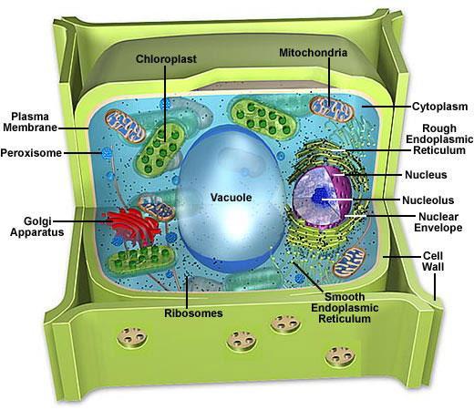Plant: Large, central vacuole; stores water and nutrients needed