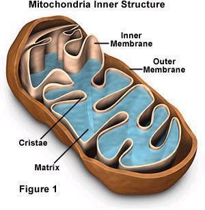 MITOCHONDRION (plural: MITOCHONDRIA) Surround by double membrane. Contains its own DNA. Called the powerhouse of cell.