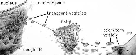 GOLGI APPARATUS (BODY) Looks like a stack of flattended sacs.