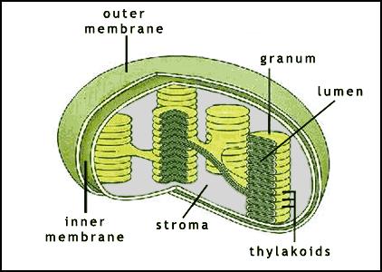 CHLOROPLASTS Where photosynthesis takes place (produces plant food (sugars) and oxygen gas. Contains green pigment, chlorophyll.