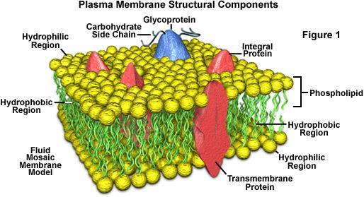 Cell Membrane Model Phospholipids and proteins move laterally ( side to side) for