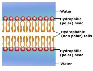 HYDROPHOBIC tails of phospholipids make molecules line