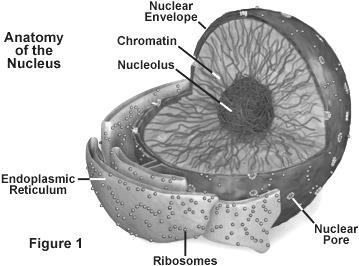 NUCLEUS and NUCLEOLUS NUCLEUS IS: Separated from cytoplasm by nuclear membrane (nuclear envelope). Nuclear pores allow molecules in and out.