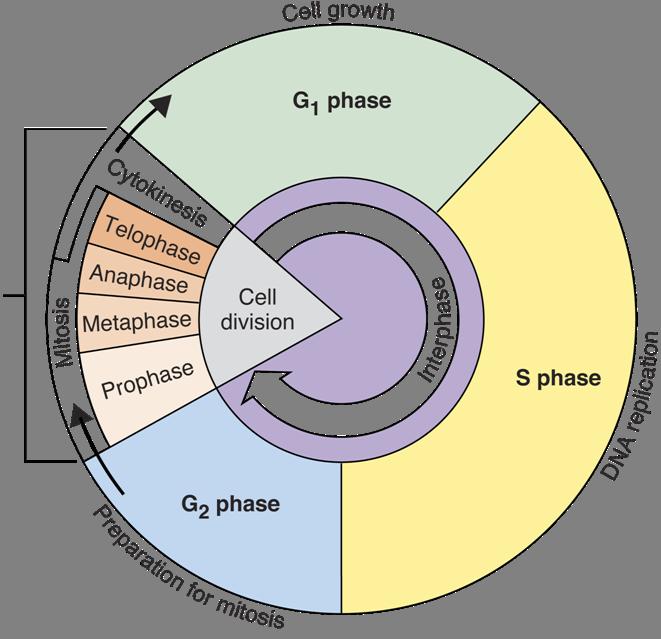 Cell Cycle What are the four phases of mitosis?