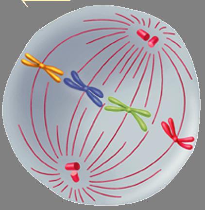 Centriole Metaphase Metaphase The second phase of mitosis is
