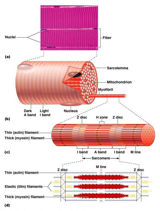 Skeletal muscle Fibers (each is one cell) have striations Myofibrils are