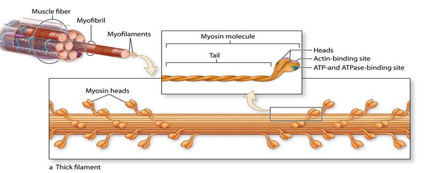 Myosin is composed of 2 identical heavy chains and two pairs of light chains Heavy chains