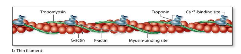 Actin filaments are composed of two thin helical twisted strands composed of G-actin