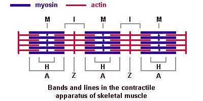 Titin resists overstretching A band constant because it is caused by myosin, which doesn t