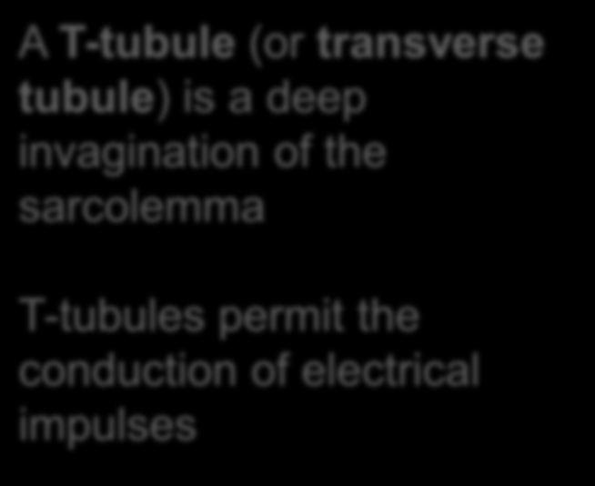 of the sarcolemma T-tubules