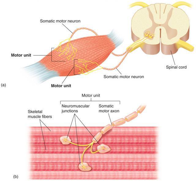 Motor Unit Each motor neuron branches to innervate a variable # of muscle