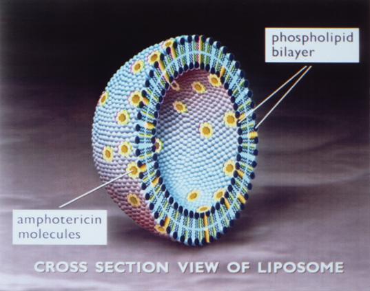 phospholipid bilayer amphotericin B molecules